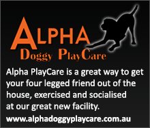 Alpha Doggy PlayCare Alpha Doggy PlayCare