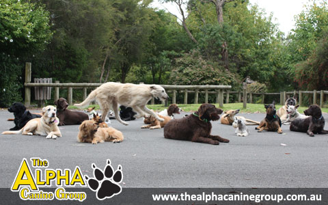 The Alpha Canine Group The Alpha Canine Group