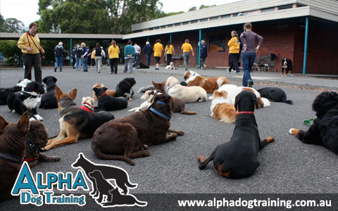 Alpha Dog Training Alpha Dog Training