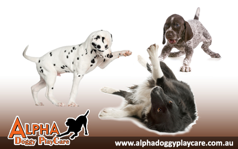 Alpha Doggy PlayCare Alpha Doggy PlayCare